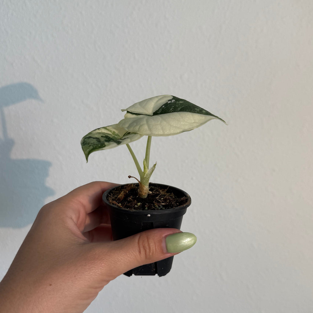 Alocasia Melo Albo 2”
