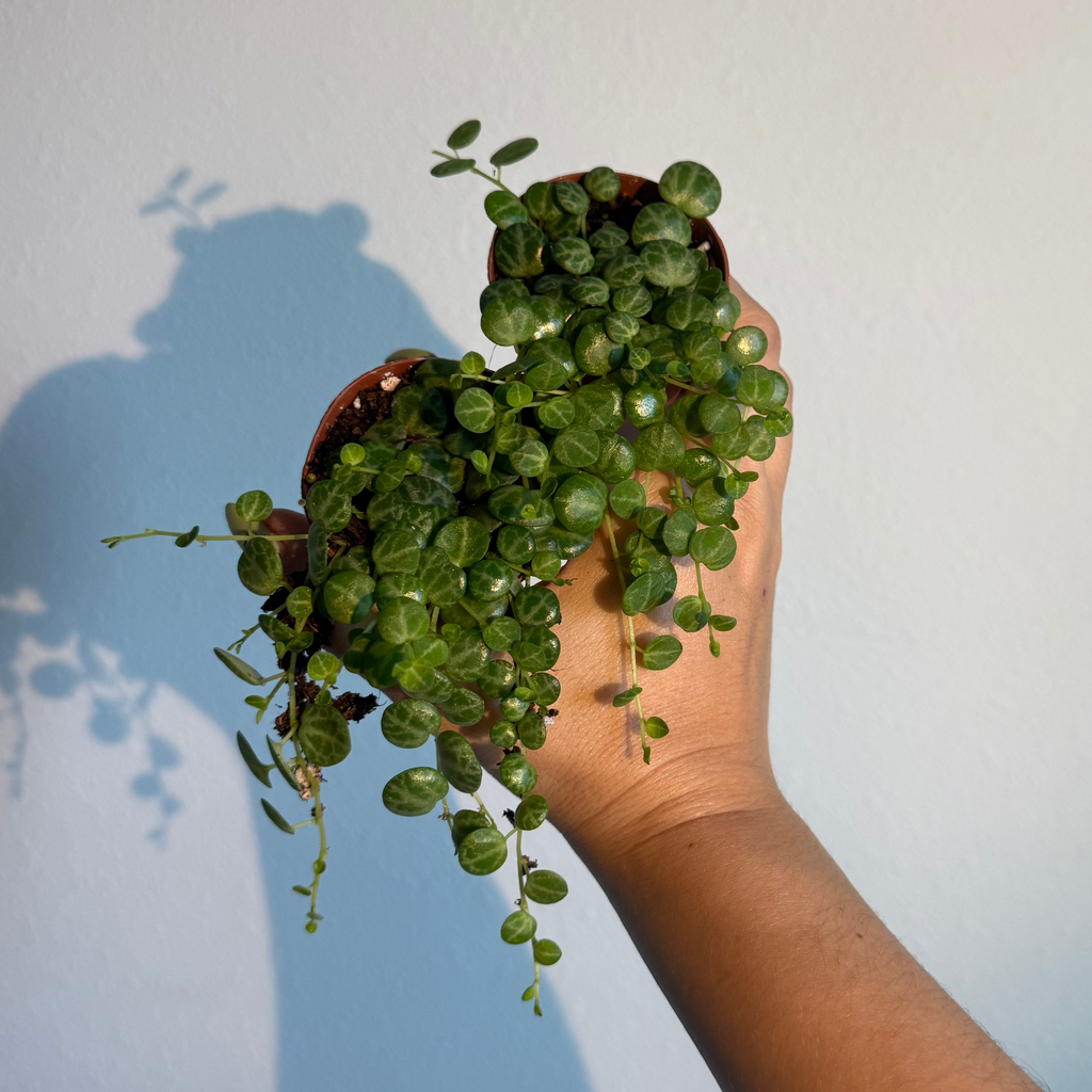 String of turtles ( 2 plants )