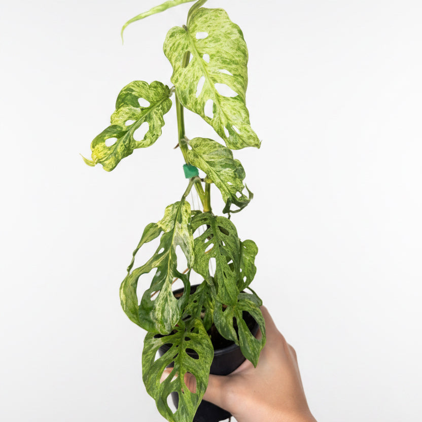 Monstera Adansonii Mottled