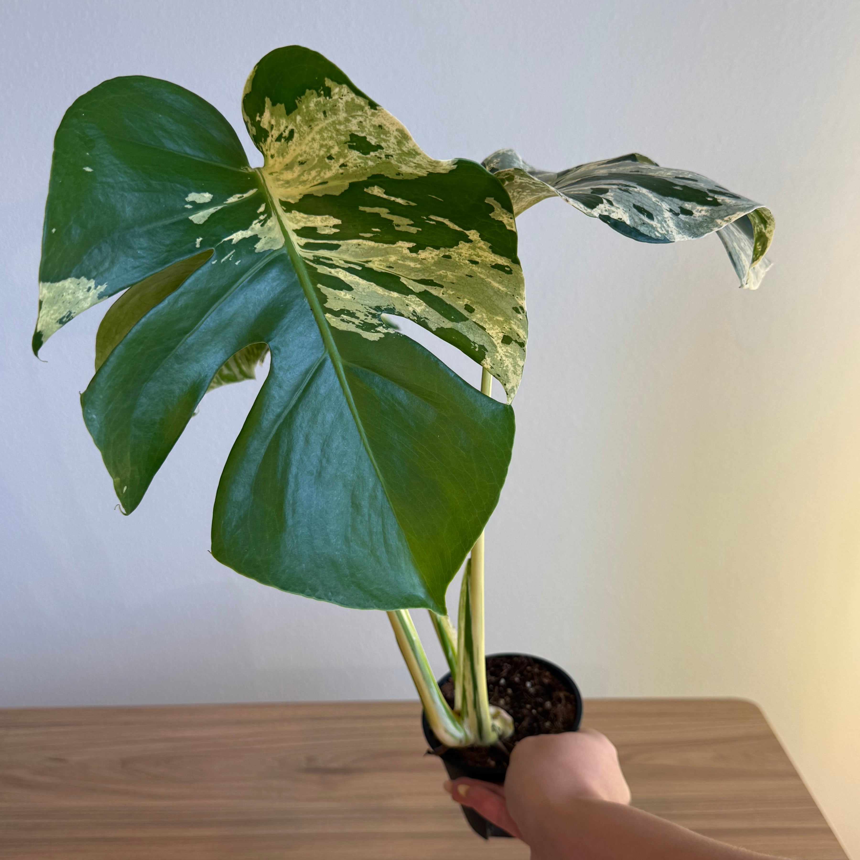 Monstera Vietciosa 4”