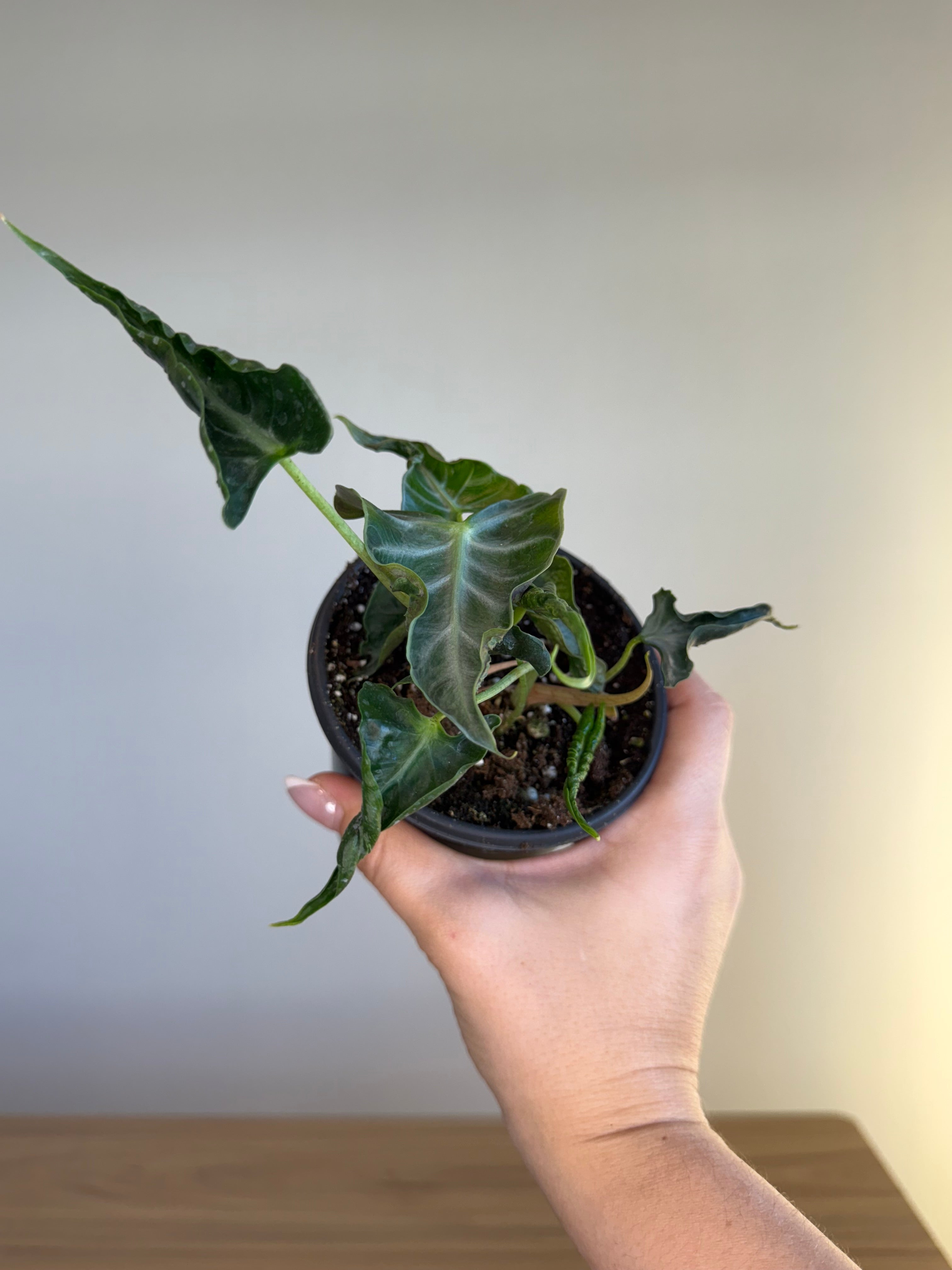 Alocasia loco 4”