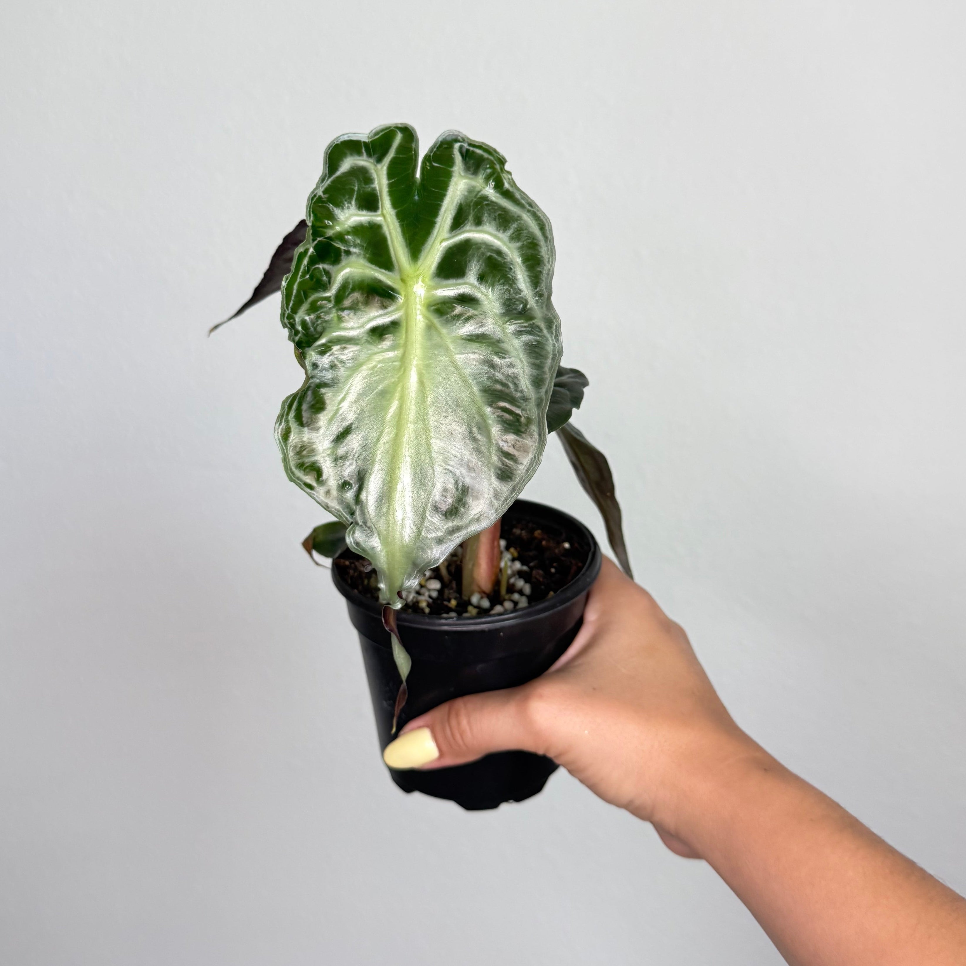 Alocasia Venom 4”