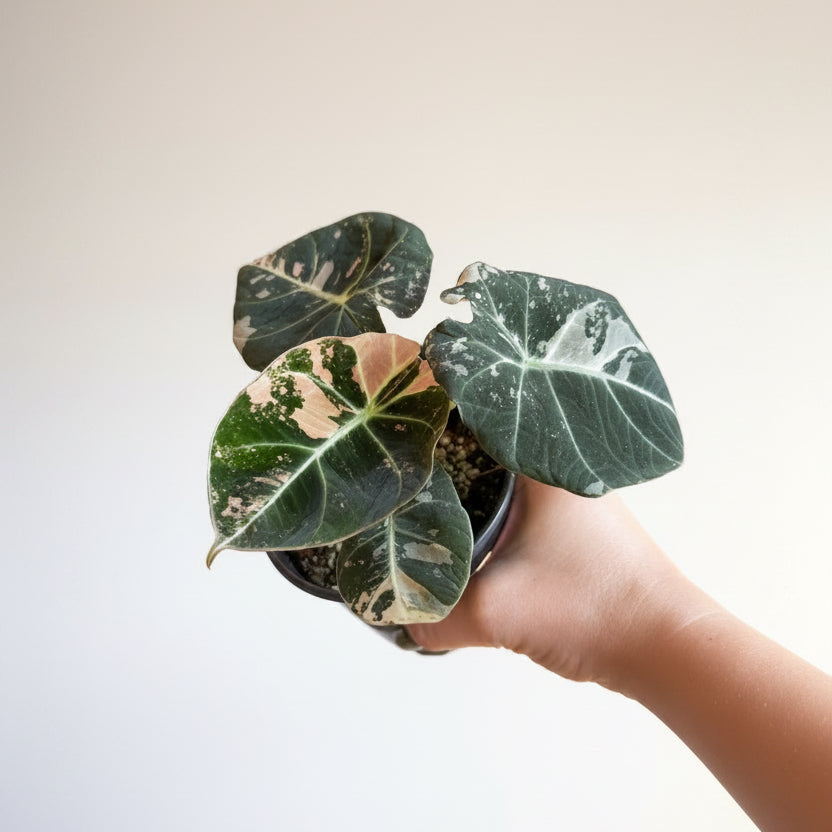 Alocasia Black Velvet Pink