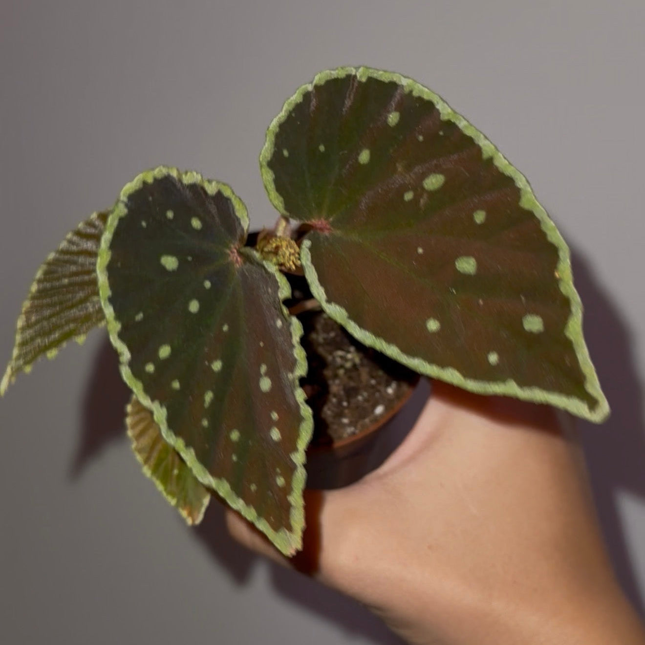 Begonia Darthvaderiana “Green Spot “ 3”