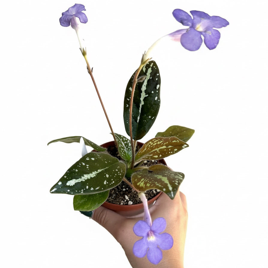 Gesneriad Collection 4” - 3 Plants Bundle