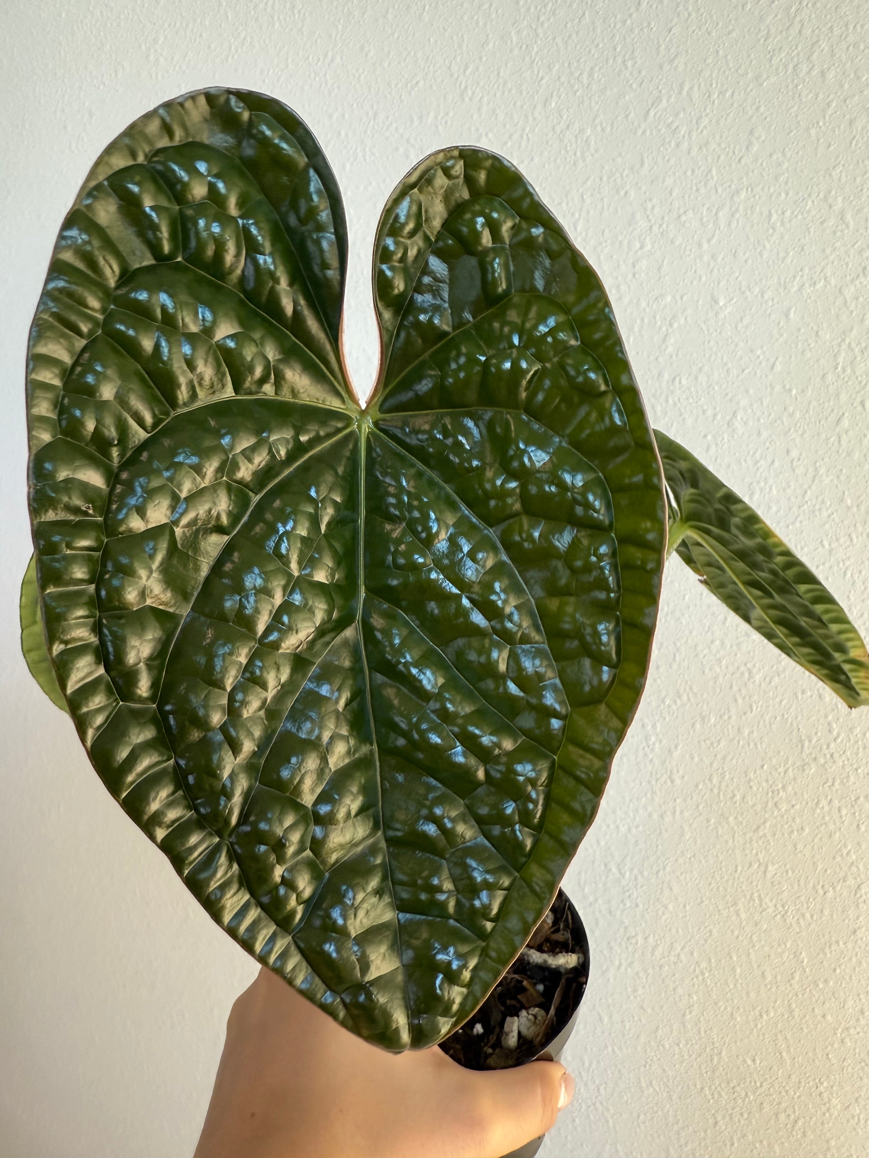 Anthurium Luxurians x Black velvet