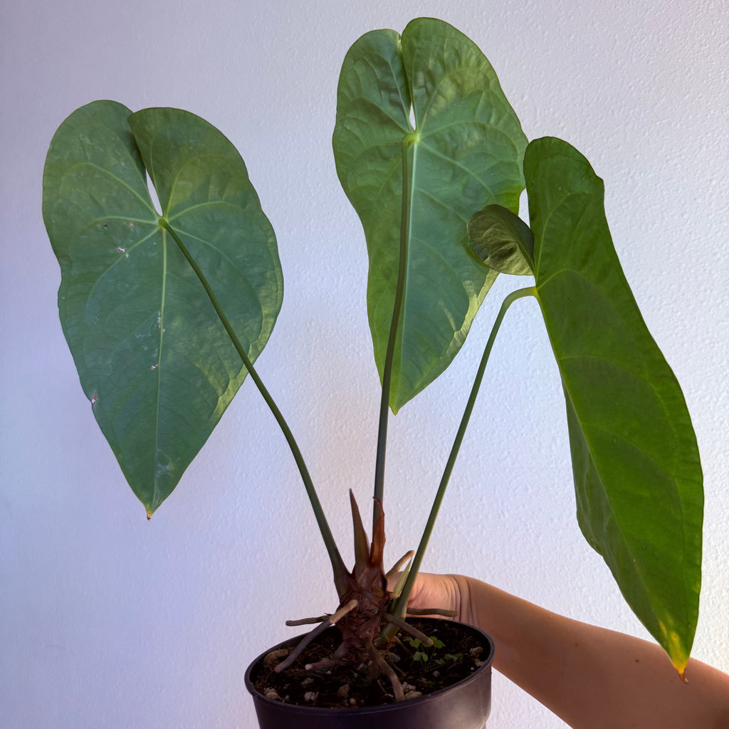 Anthurium papillilaminum Hybrid 6”