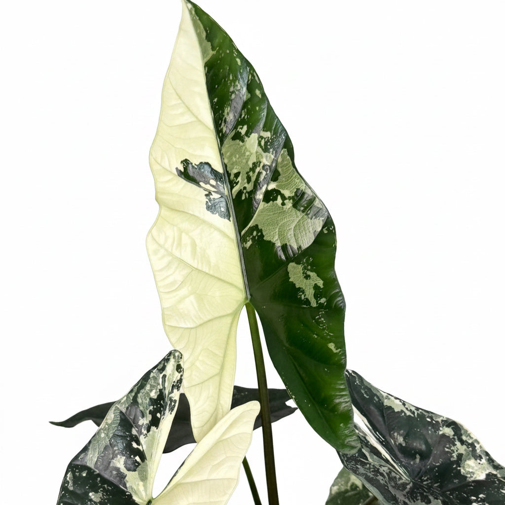 Alocasia Simpo Albo 4”