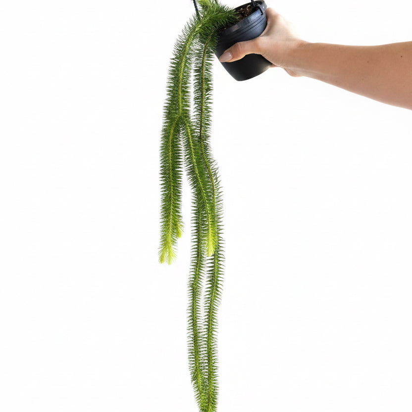 Huperzia Squarrosa 4” XL