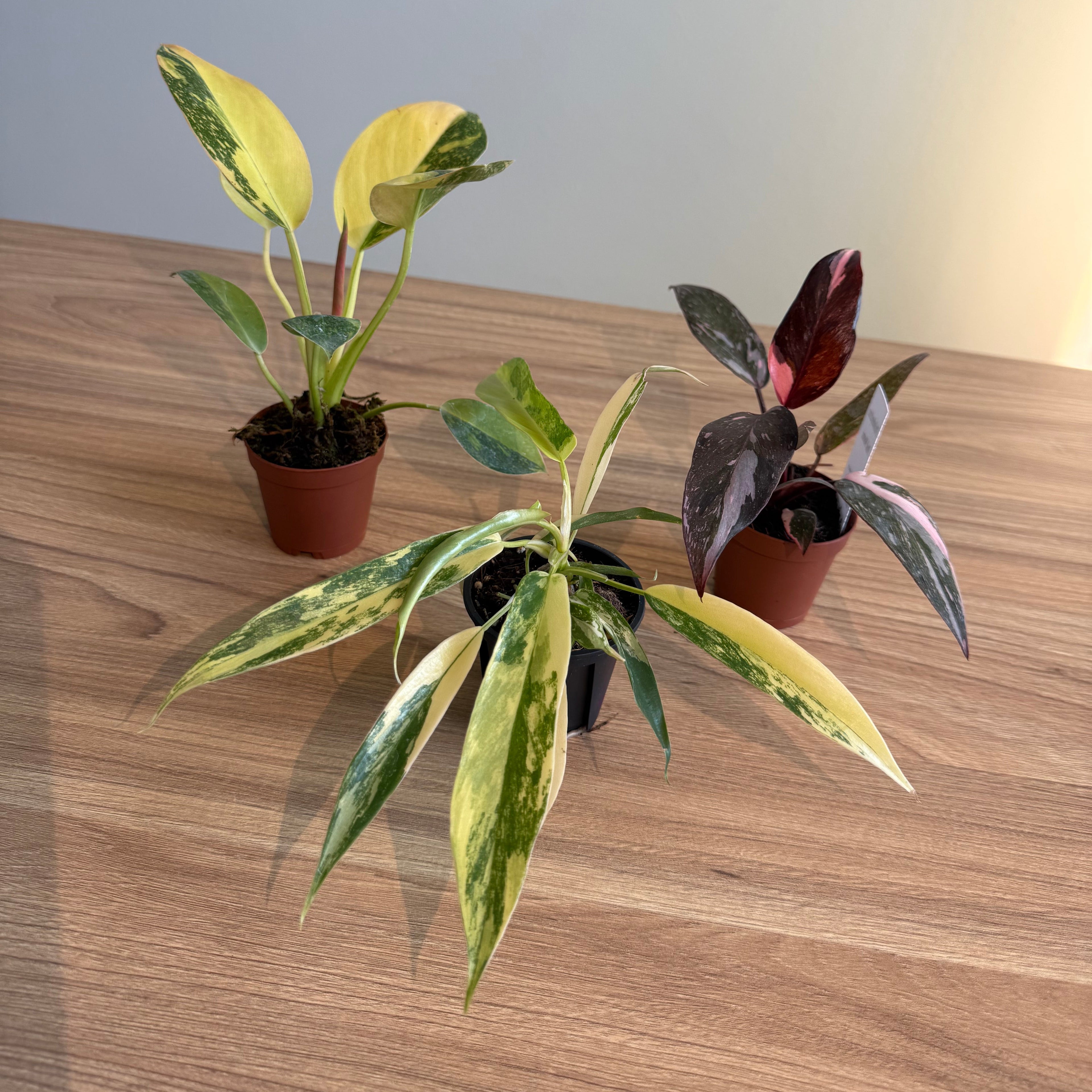 Rare Philodendron Collectors Bundle