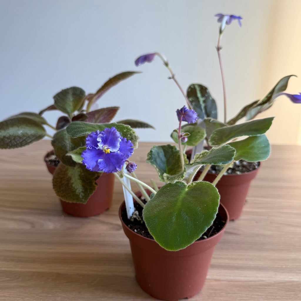 Gesneriad Collection 4” - 3 Plants Bundle