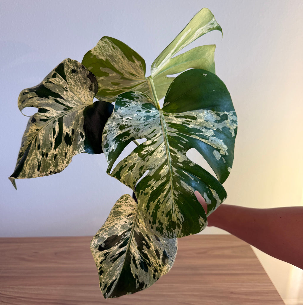 Monstera Vietciosa 4”