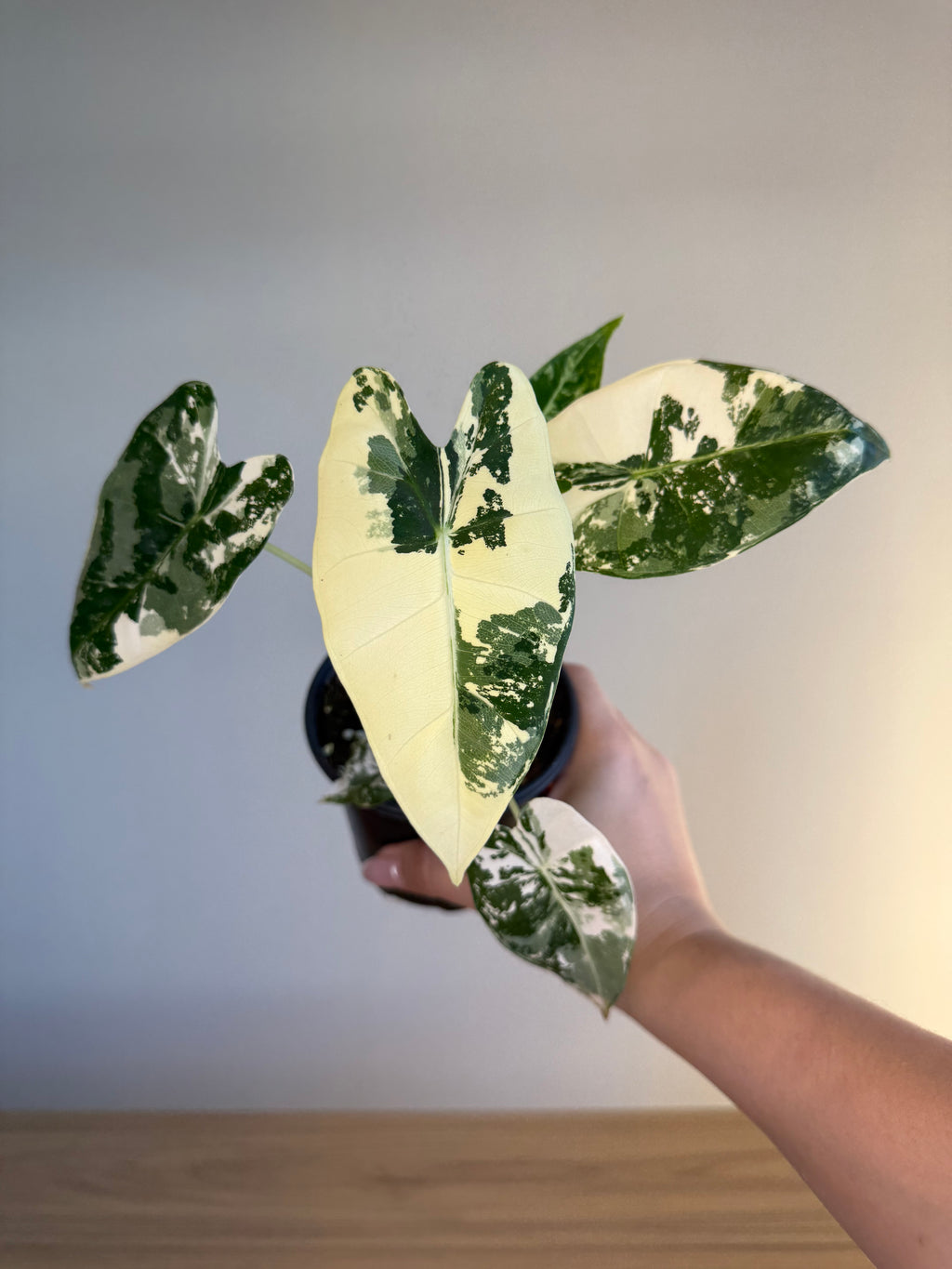 Alocasia Frydek var 4”