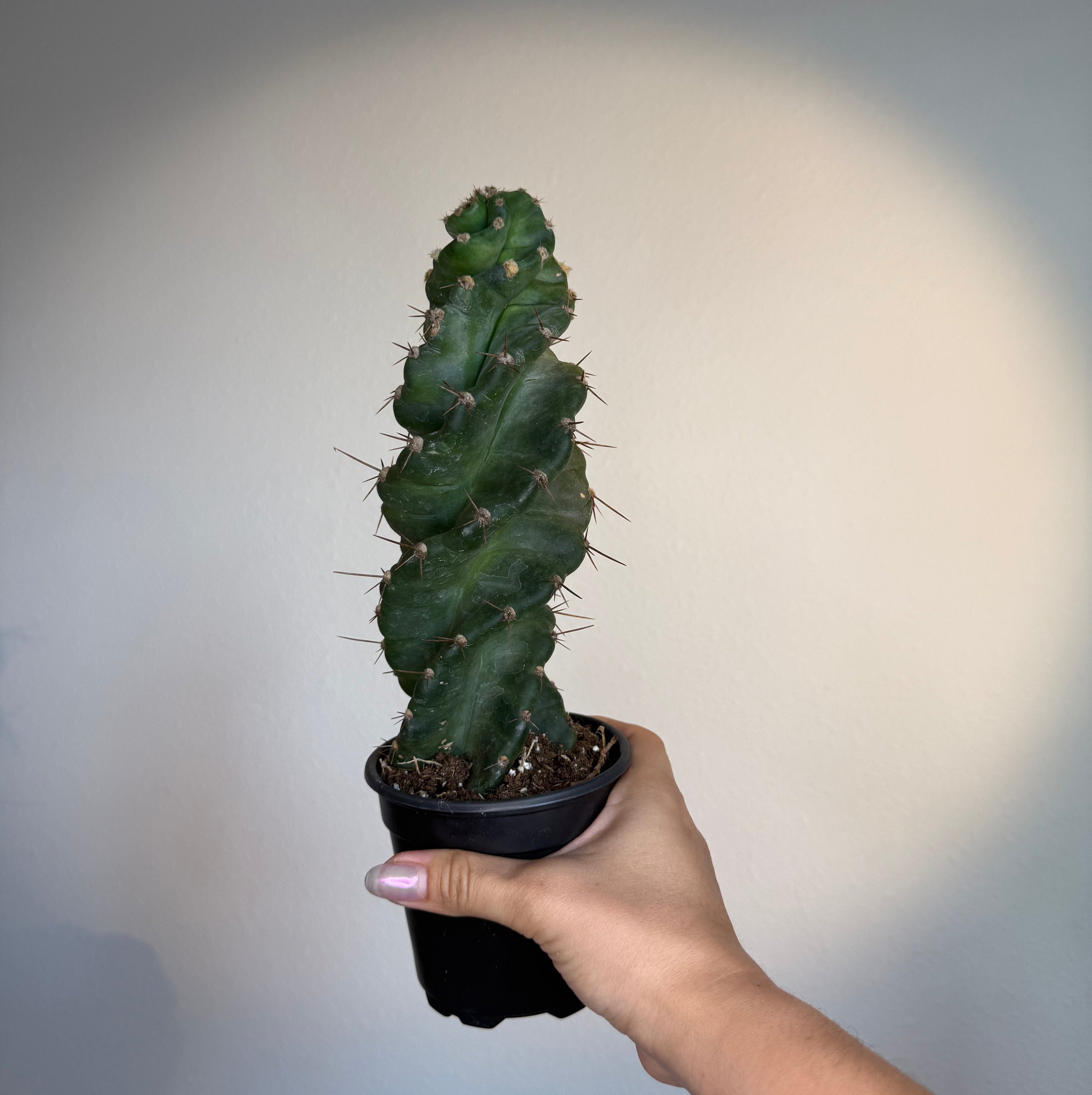 Cactus Spiralis