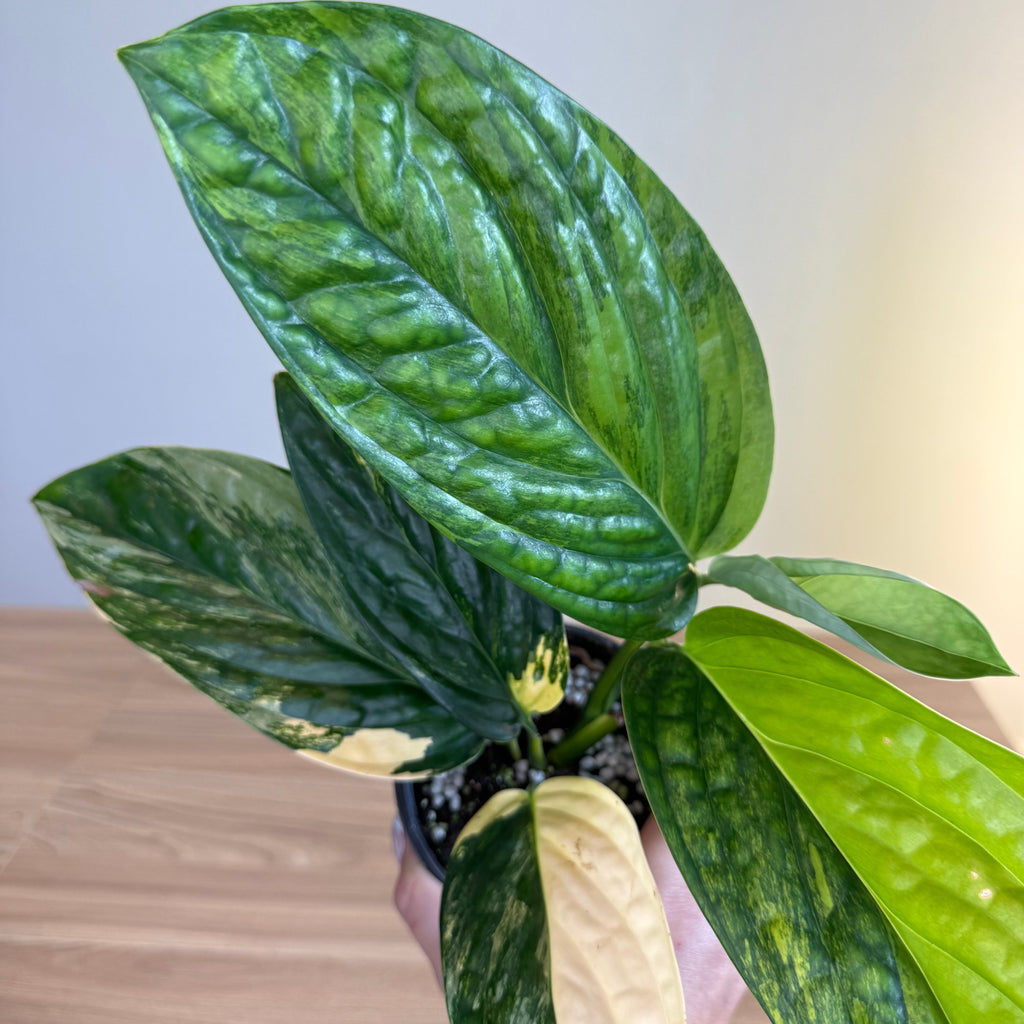 Monstera Peru Var