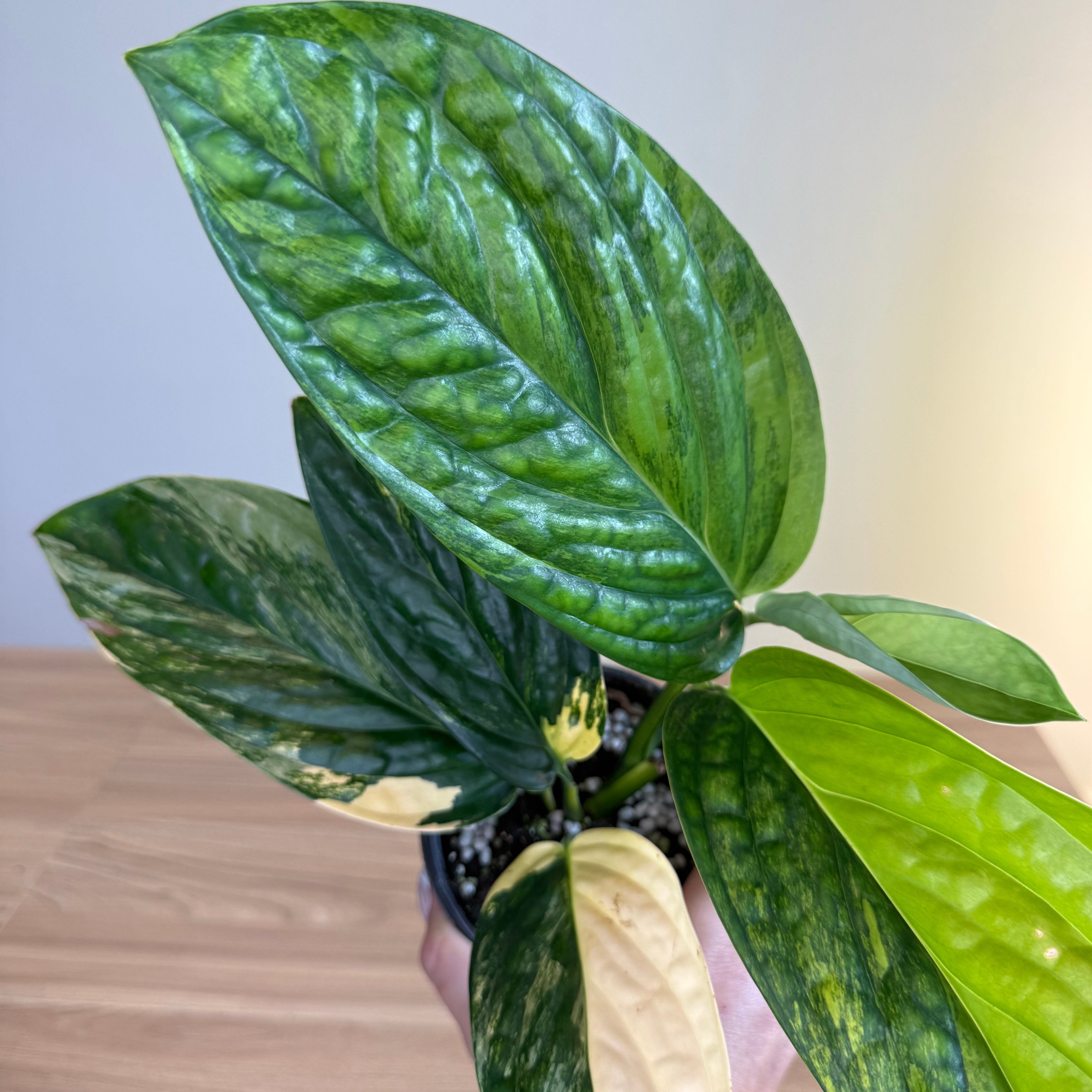 Monstera Peru Var