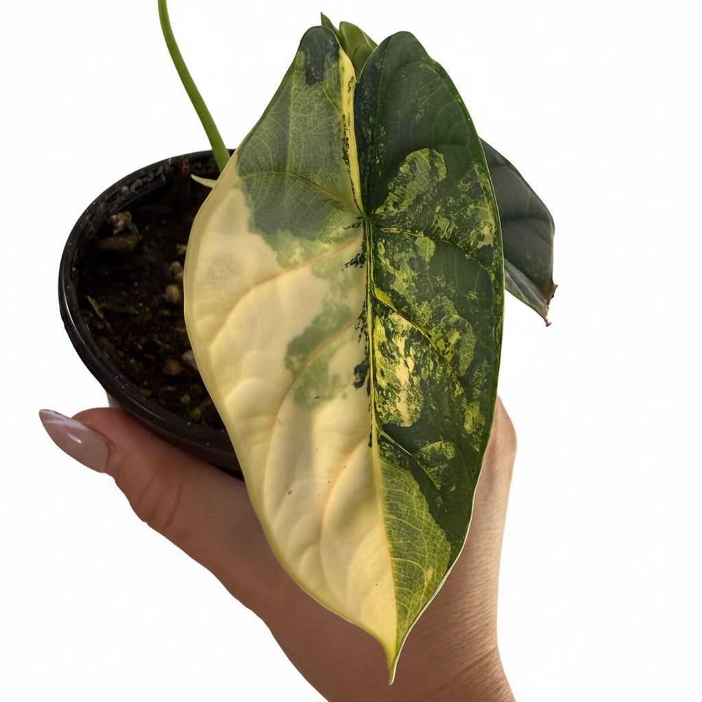 Alocasia Silver Dragon Var 4”