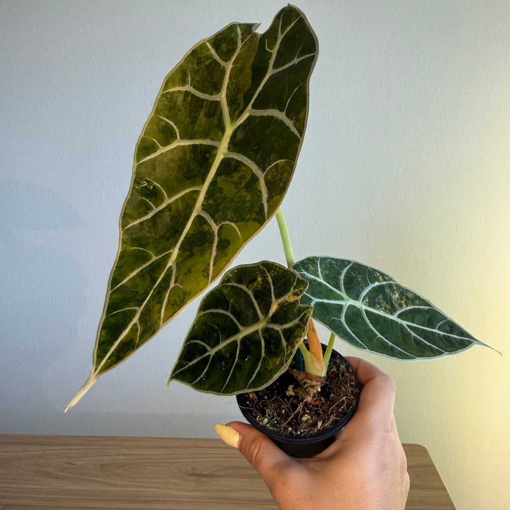 Alocasia Watsoniana Aurea