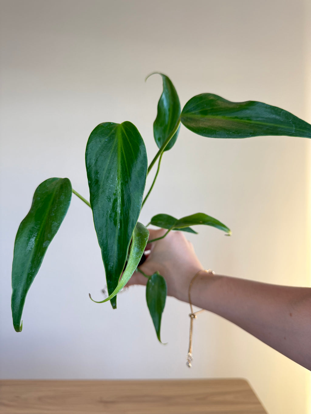 Monstera burle Marx flame