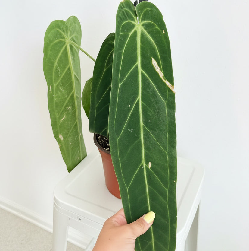 Anthurium Warocqueanum 8” ( Queen of Anthurium )