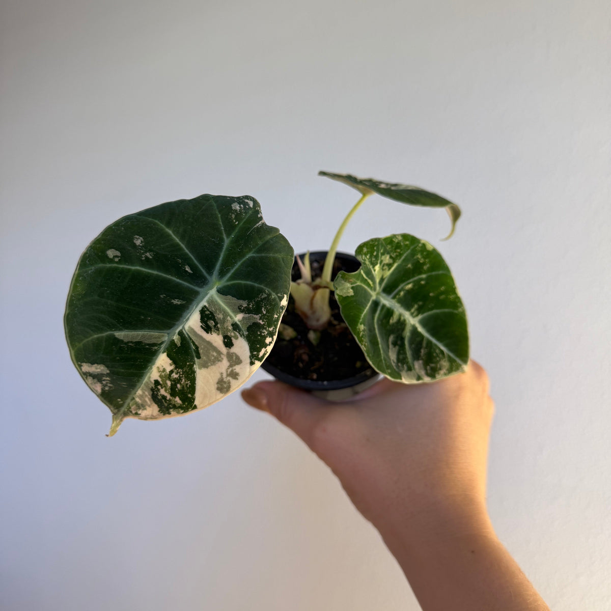 Alocasia Black Velvet Pink 3”