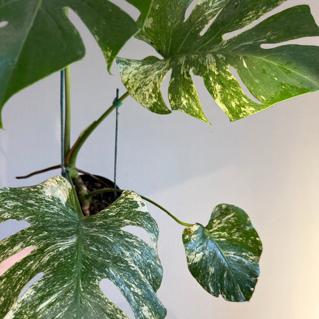 Monstera White monster splash