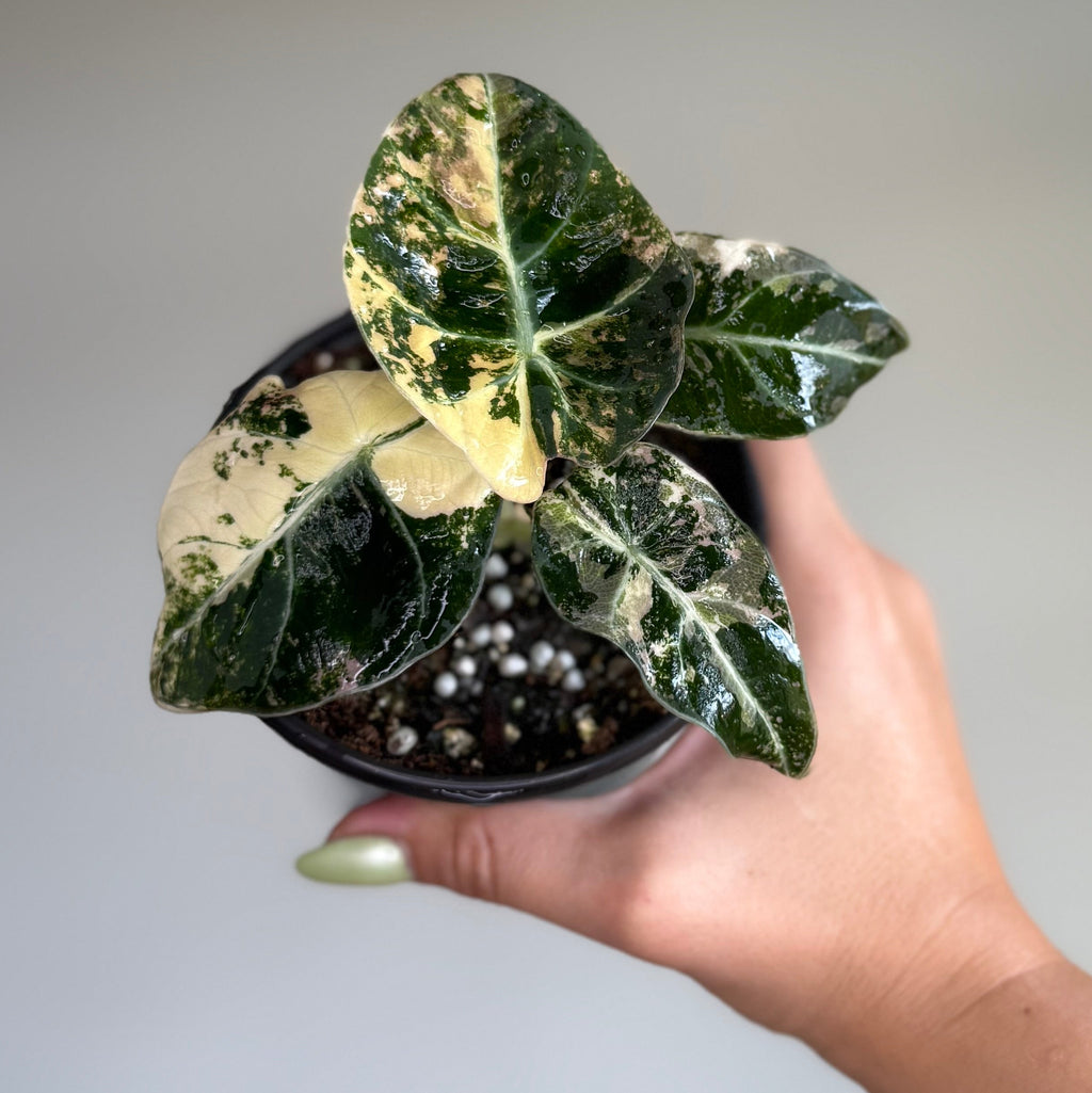 Alocasia Black Velvet Pink