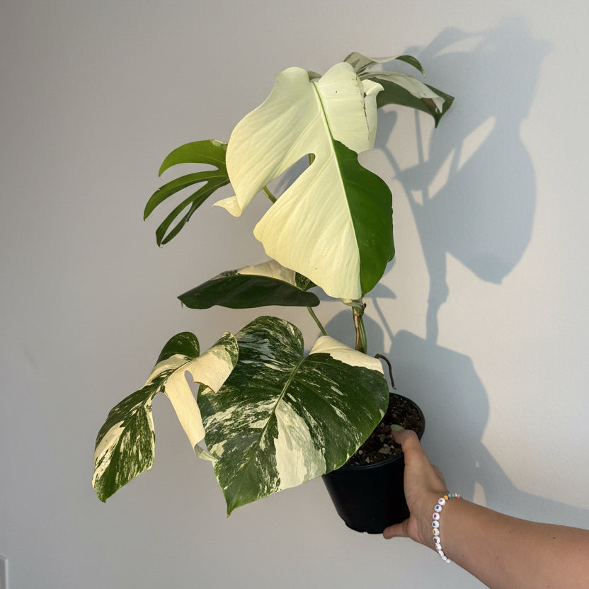Monstera Albo Variegated 6”