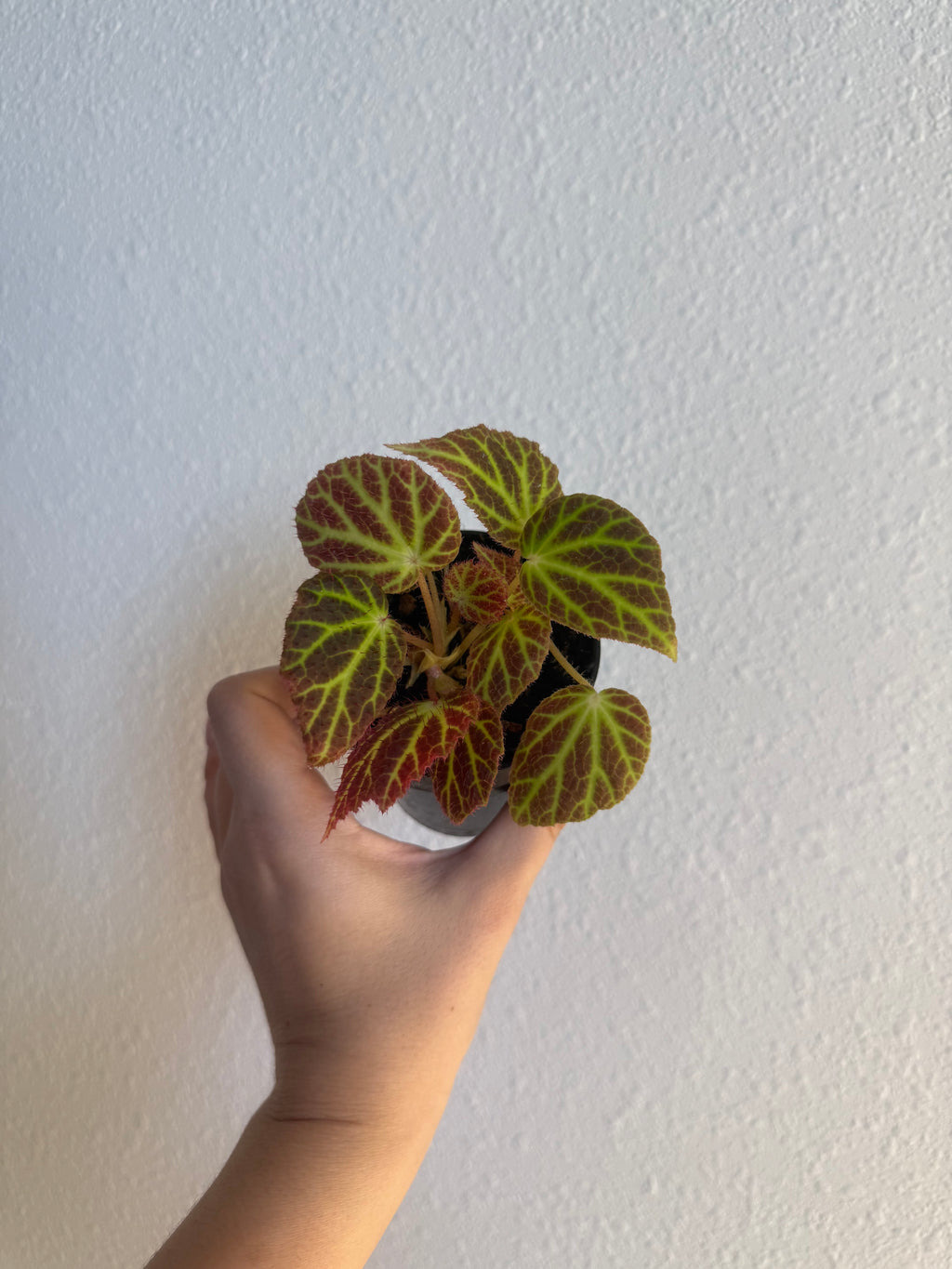 Begonia Sp