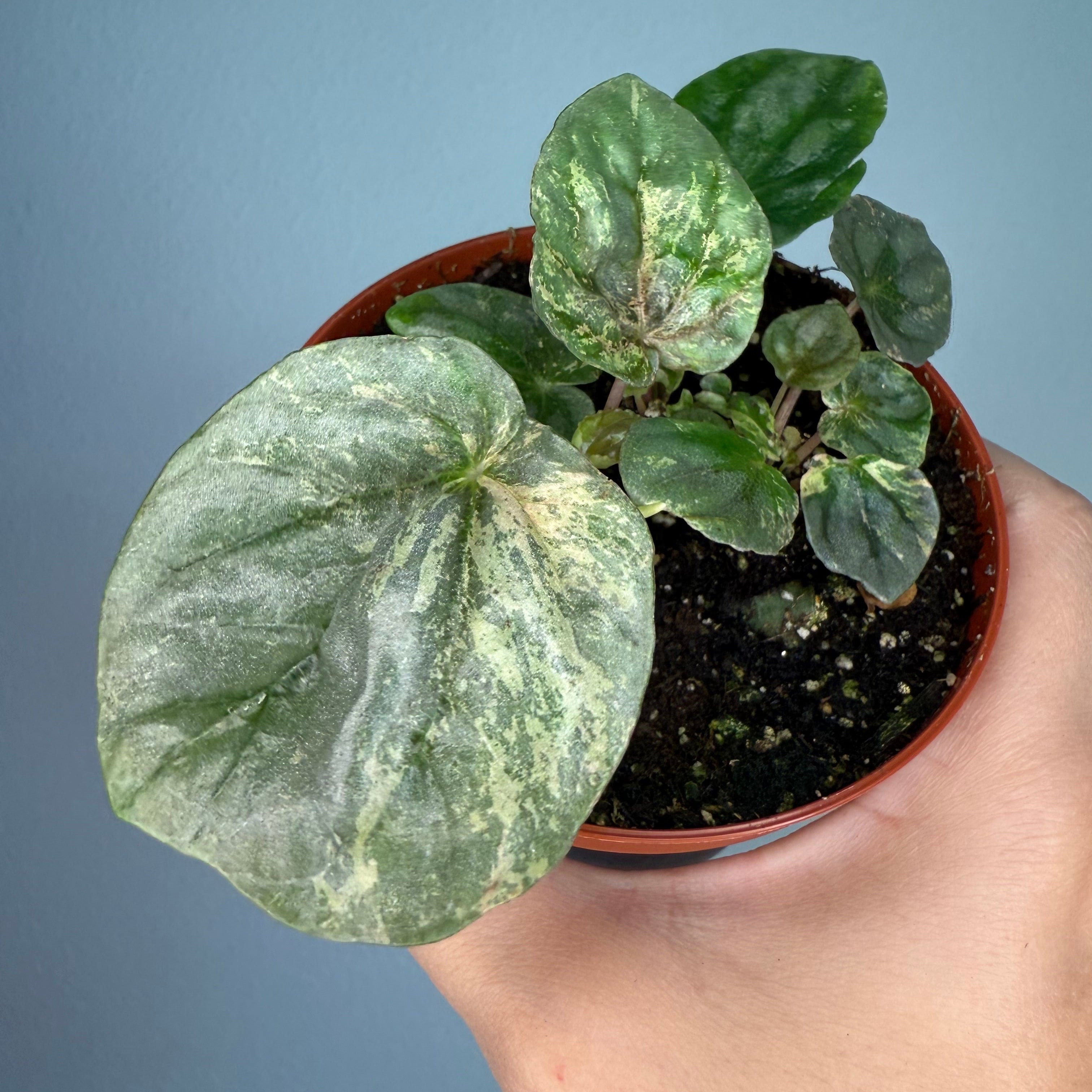 Peperomia Pink Lady