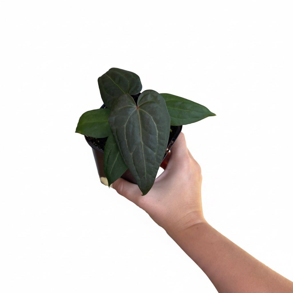Anthurium crystallium x Luxurians 4”