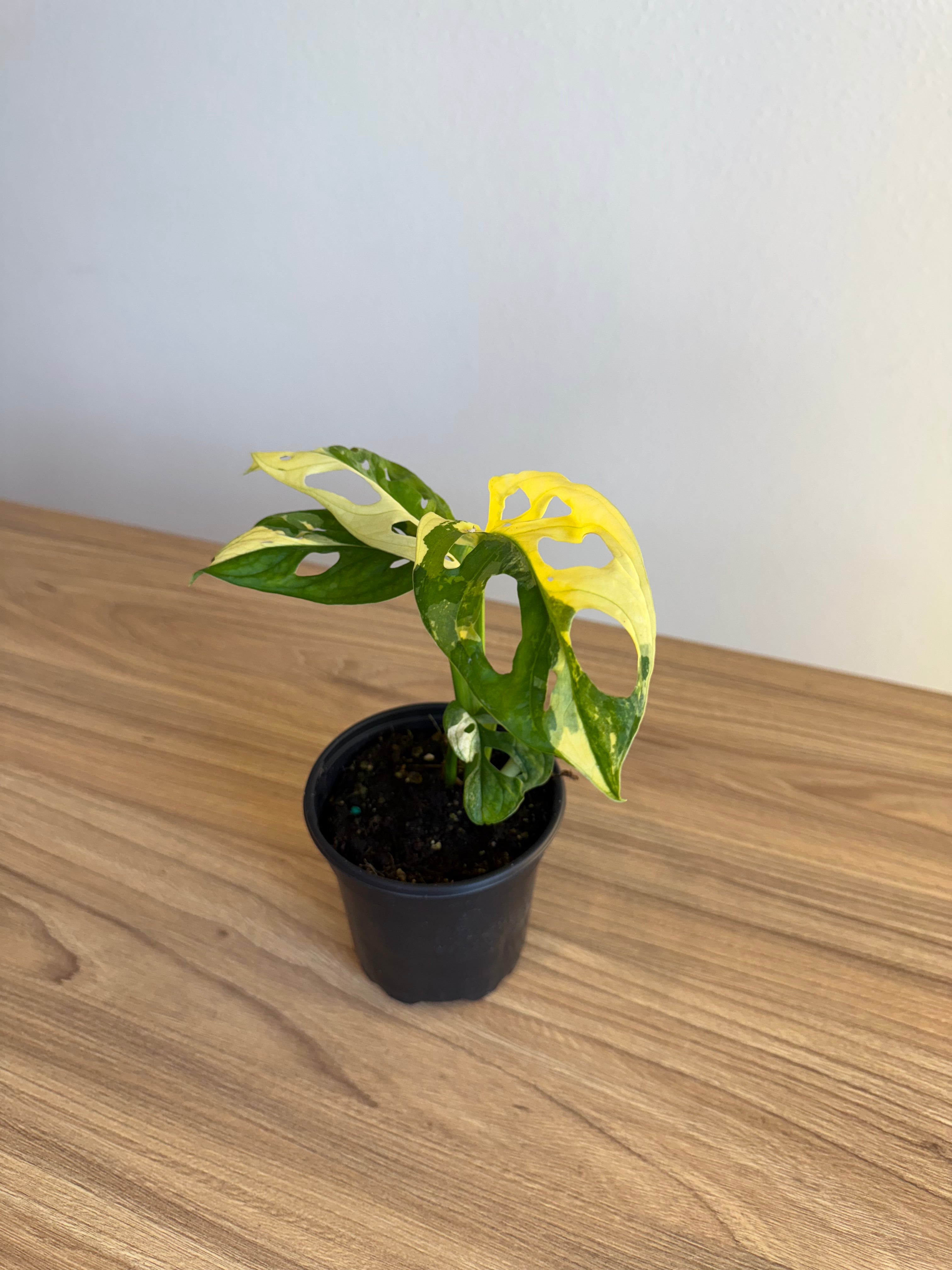 Monstera Adansonii variegated