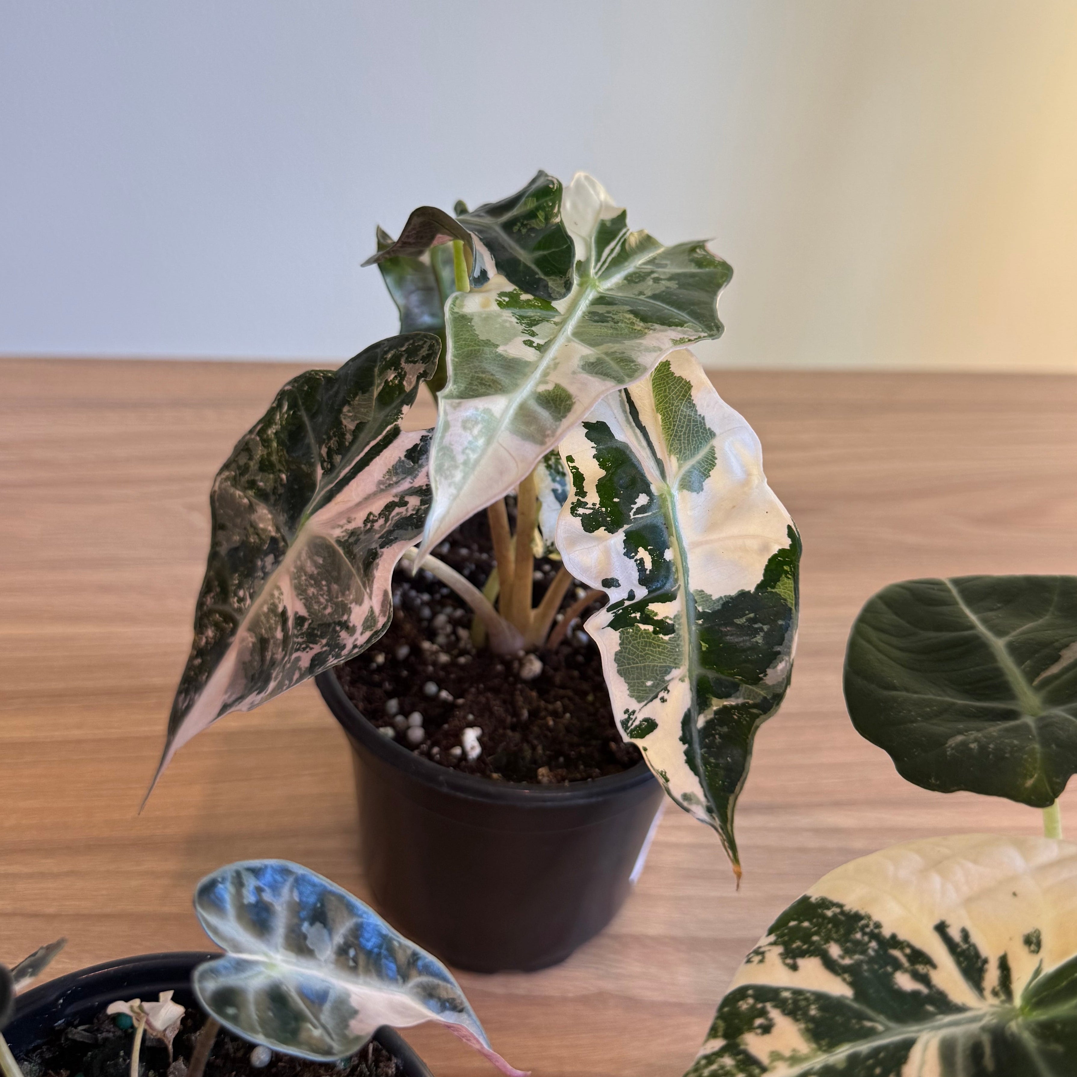 3 - Rare Pink Alocasia Bundle