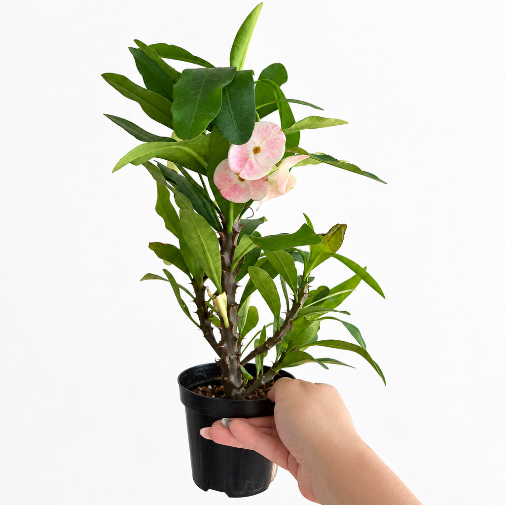 Euphorbia Milii “Crown of Thorns”