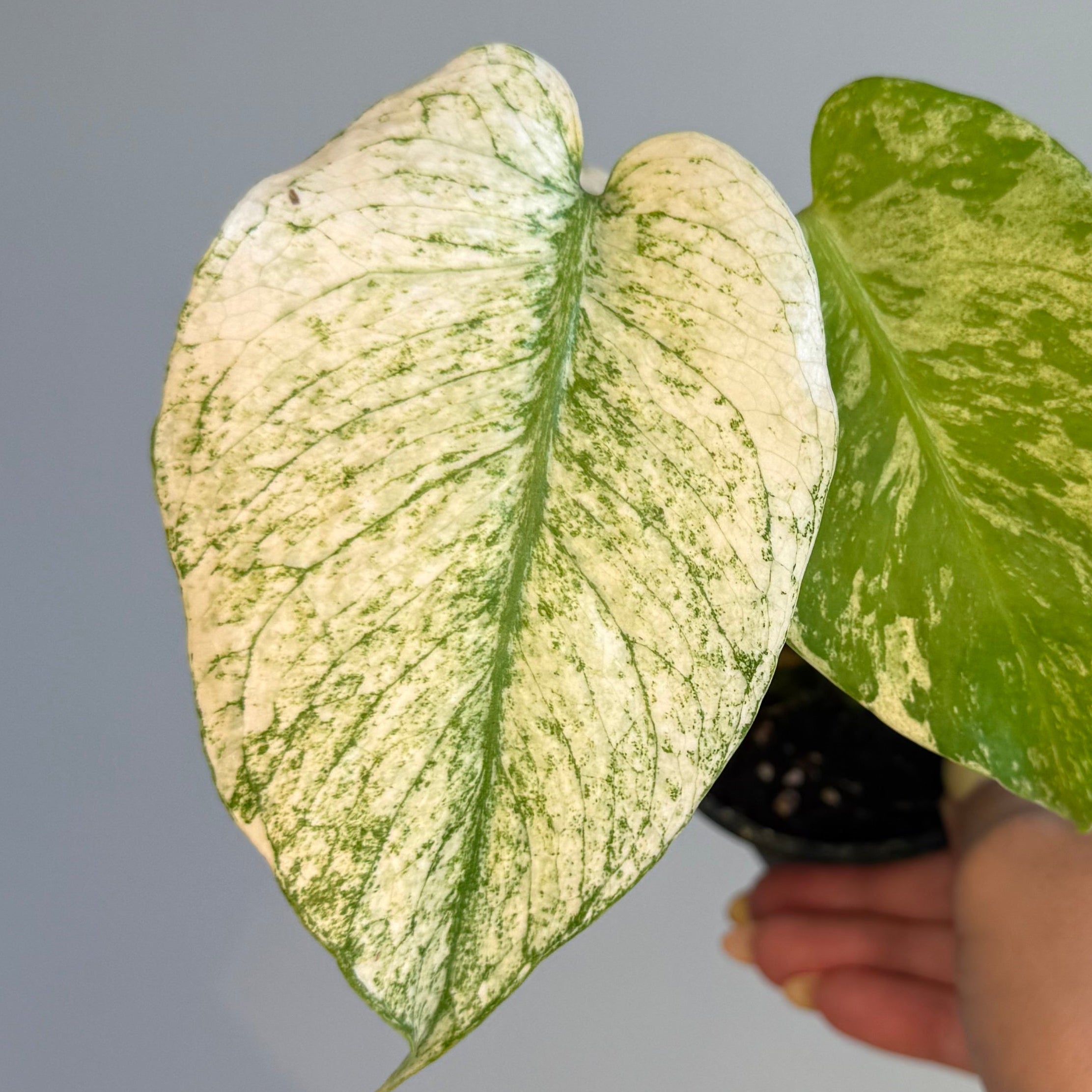 Monstera White Monster 3.5”