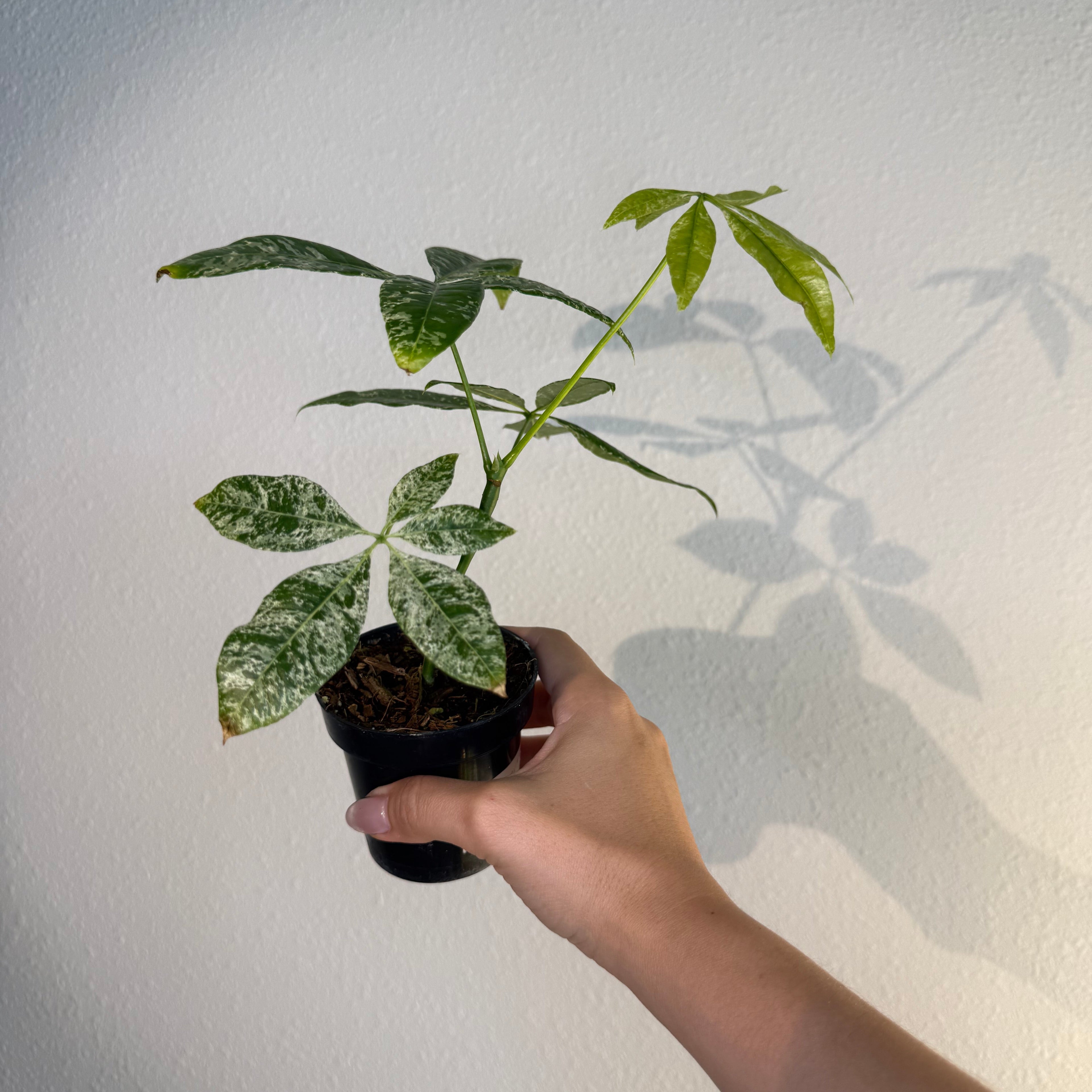 Money Tree Var