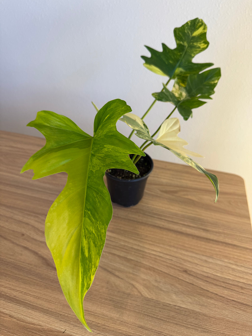 Philodendron Florida beauty x Mayoi