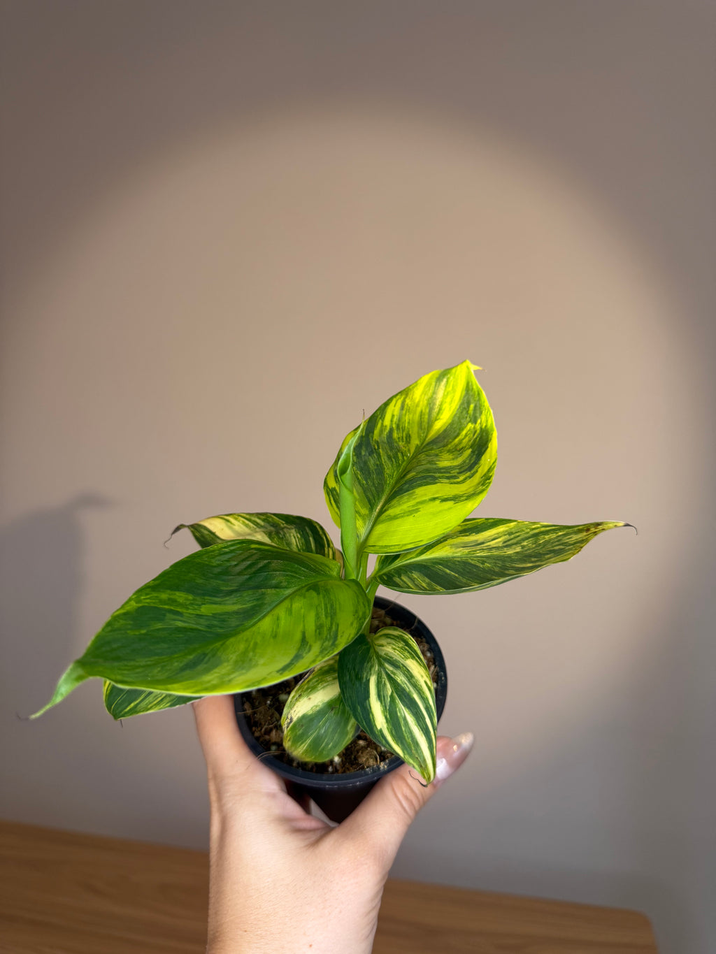 Musa Yellow Variegated