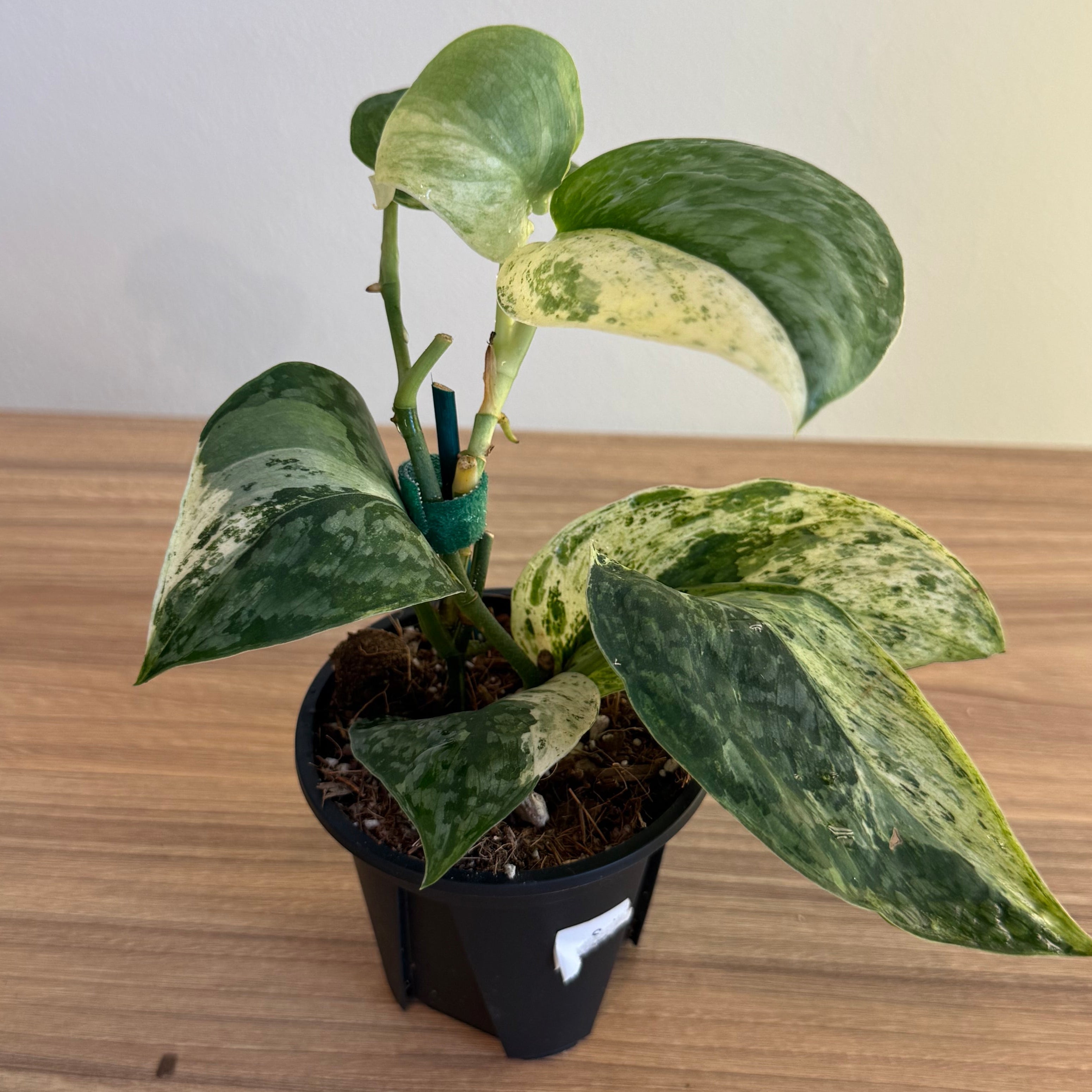 3- Variegated Scindapsus Bundle 3.5”