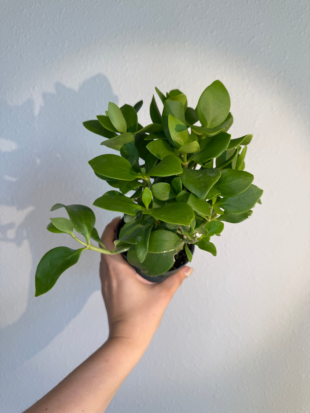 Ant Plant