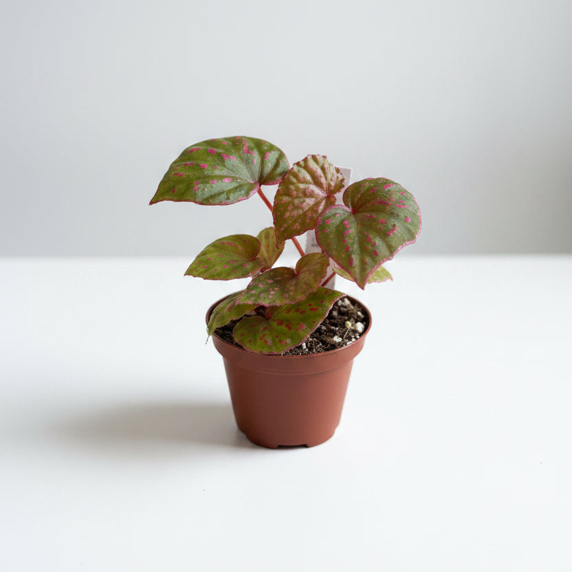 Begonia Roseopunctata 3” Rare