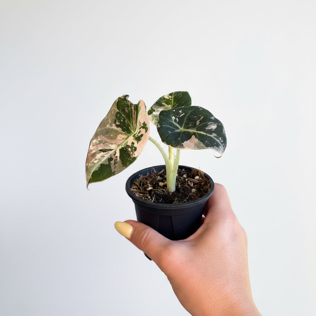 Alocasia black velvet pink ( New size) 3”