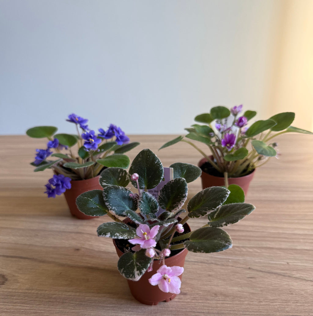 Mini African Violet 2” - 3 Plants Bundle