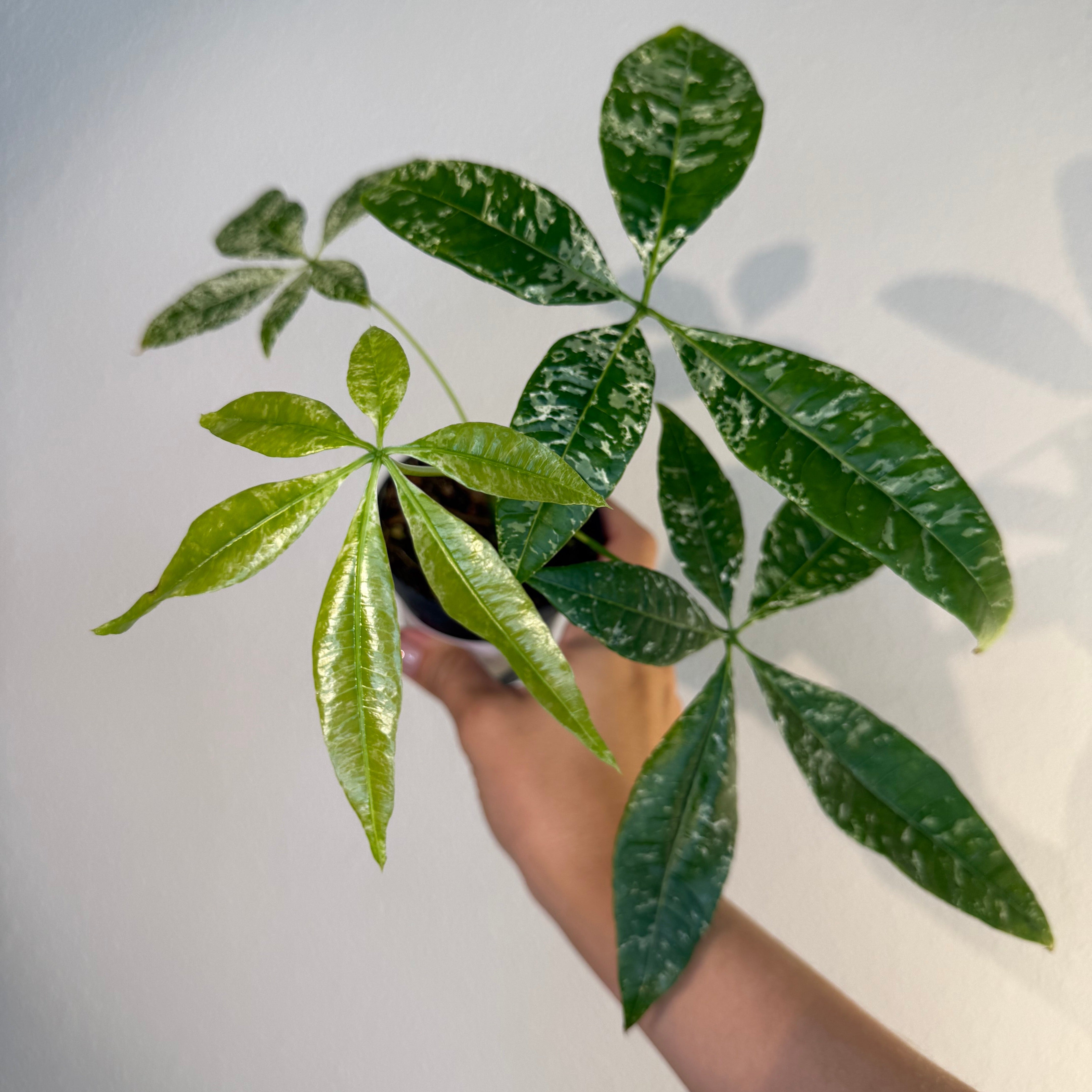 Money Tree Var – Exotic plants Store