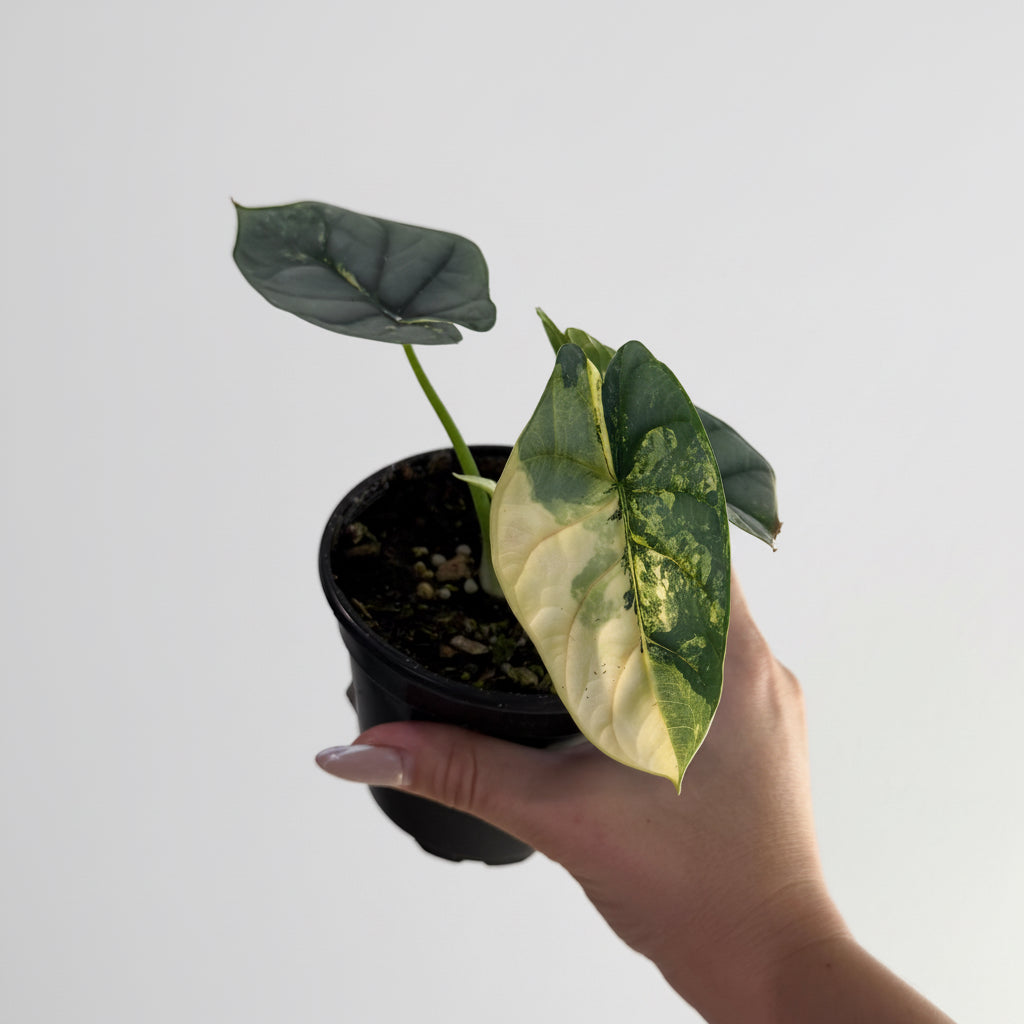 Alocasia Silver Dragon Var 4”