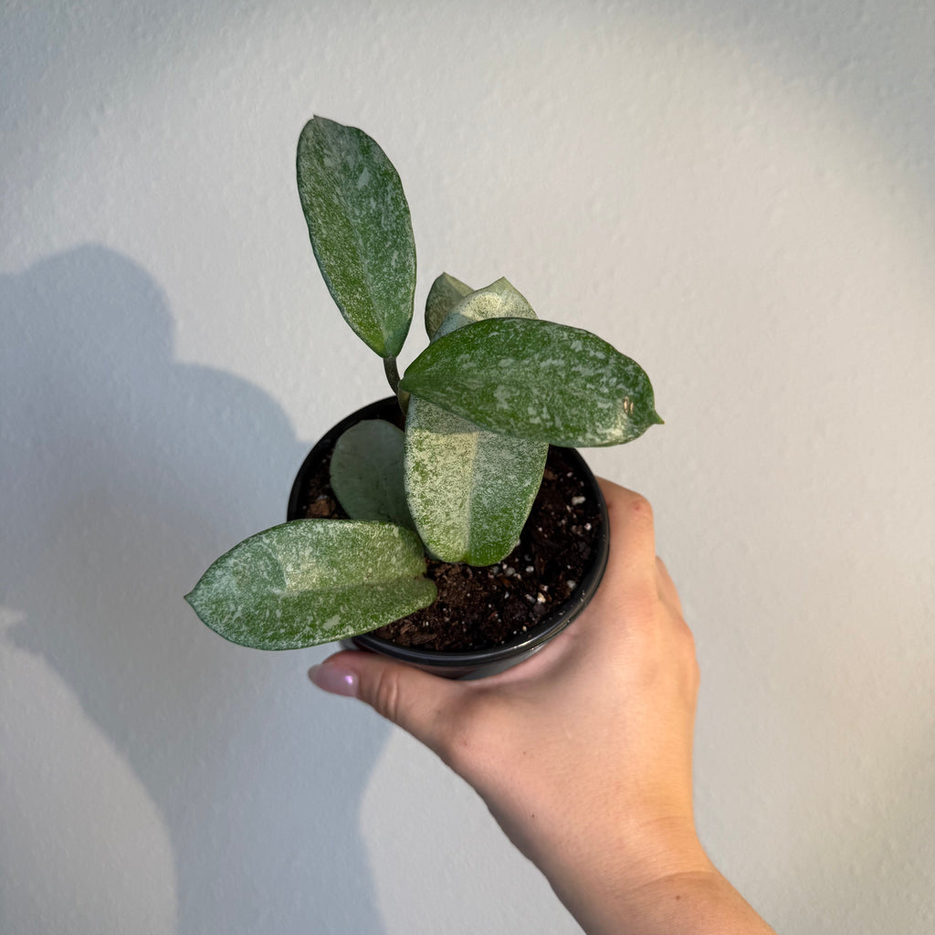 Hoya Nova ghost