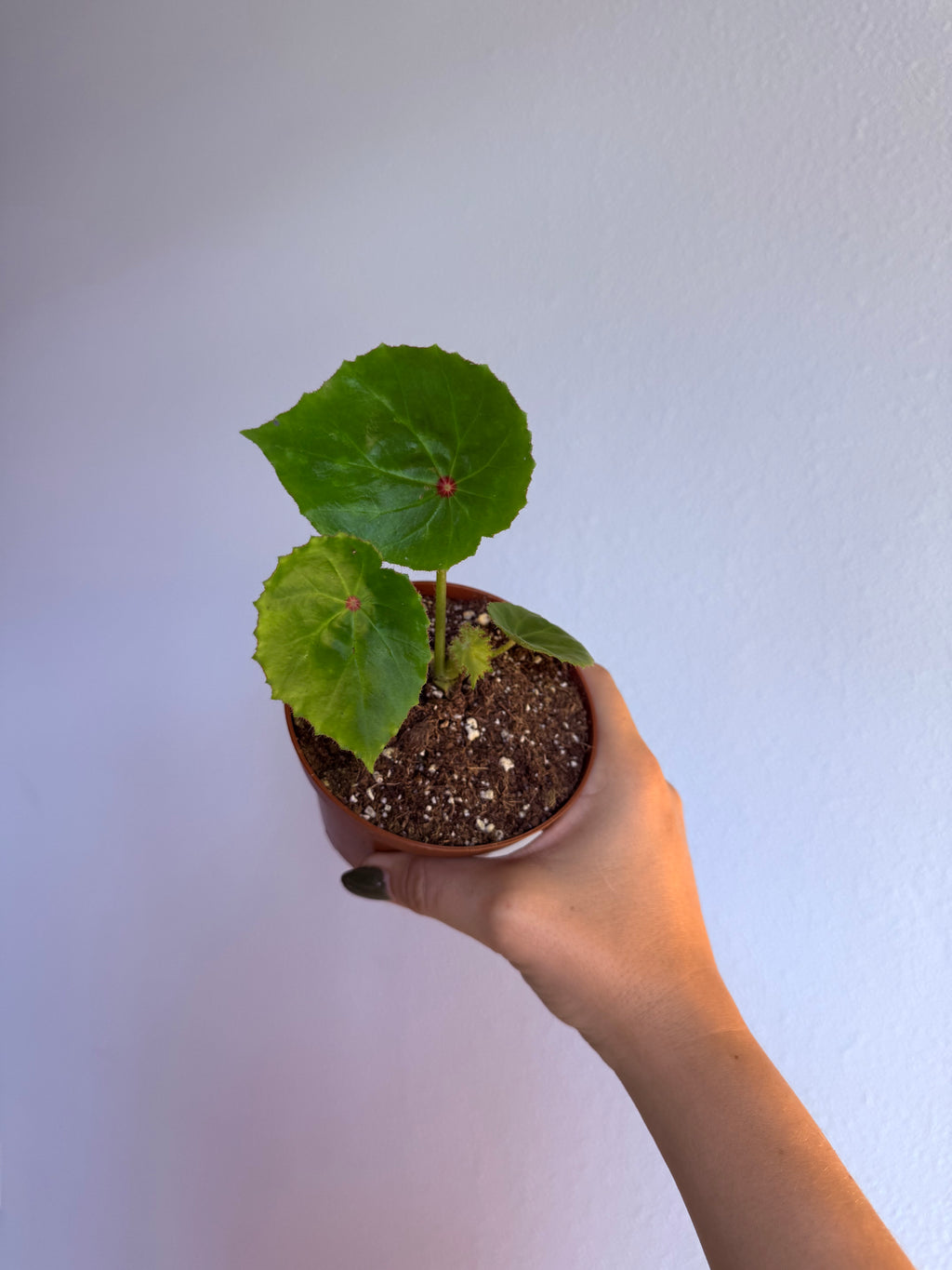 Begonia Rouge 4”