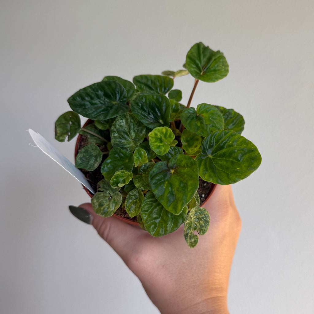 Peperomia Collection 4” pot - 3 Plants Bundle