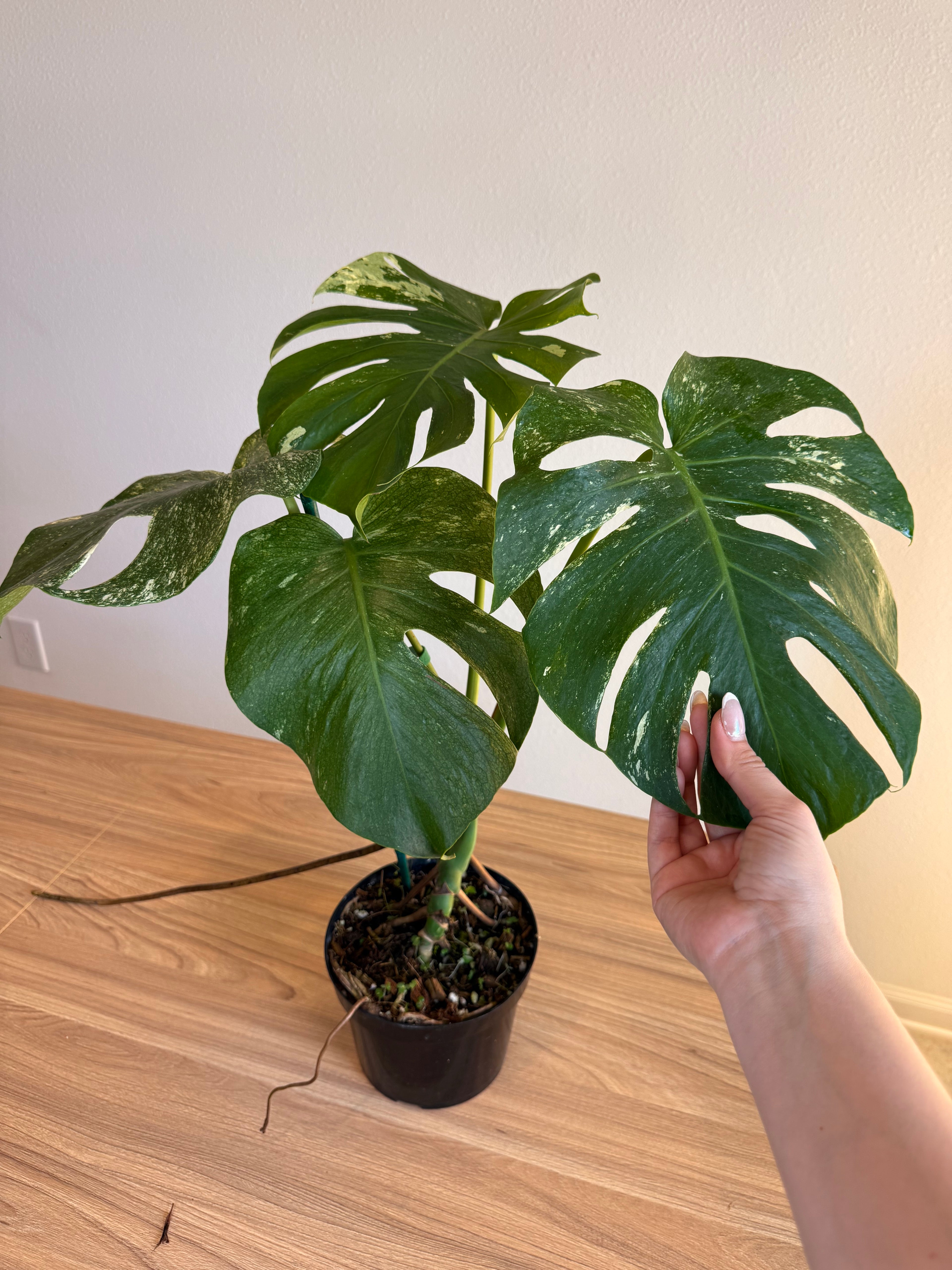 Monstera White monster splash
