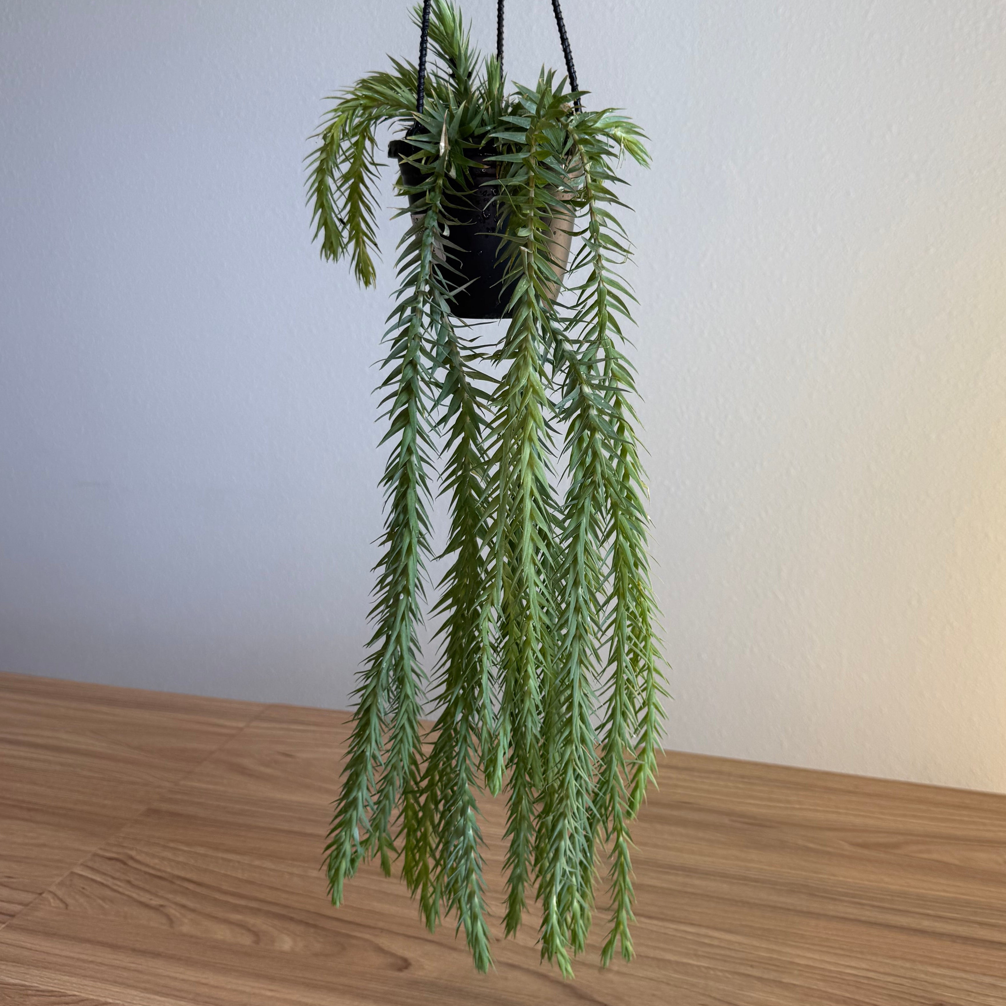 Huperzia Goebelii blue 4” HB